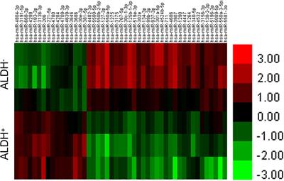 High Expression MicroRNA-206 Inhibits the Growth of Tumor Cells in Human Malignant Fibrous Histiocytoma